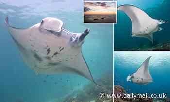 Huge squadron of manta rays is recorded off Indonesia