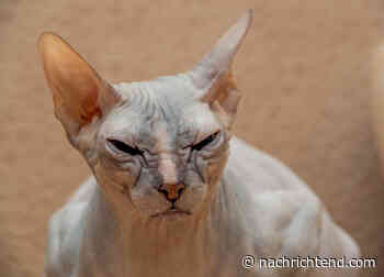 Neu adoptierte 12-jährige Grumpy Cat erfreut das Internet: „Sieht aus, wie ich mich fühle“ - nachrichtend.com