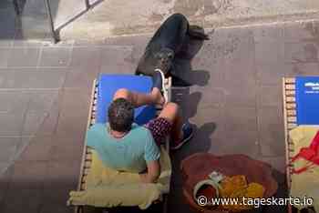 Tierische Gäste: Alligator und Seelöwin erobern das Internet - TAGESKARTE