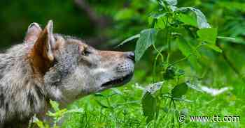"Weidezone Tirol" probiert es mit neuem Internet-Auftritt - Tiroler Tageszeitung Online