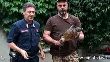 Monteverde: nella fontana del condominio catturata una tartaruga azzannatrice