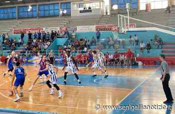 Basket: Senigallia inizia alla grande i play-off - Senigallia Notizie
