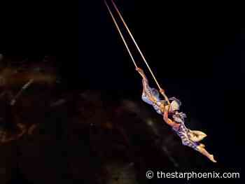 Cirque du Soleil's OVO coming to the Sasktel Centre this summer