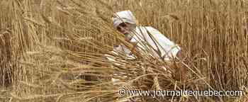 Le prix du blé s'envole après l'embargo indien sur les exportations