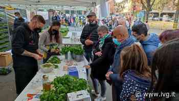 Il basilico genovese dop di Andora protagonista ad Expo Flora - IVG.it