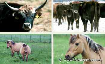 Heimat-Kultour: Wanderung über das ehemalige Truppenübungsgelände - www.lokalkompass.de