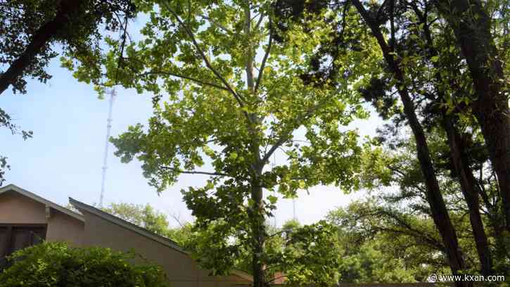 'A bit of a mystery': How an astronaut’s moon tree ended up in Austin