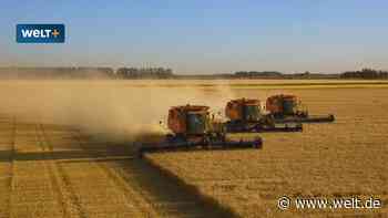 Weizen so teuer wie nie. Und wieder ist Russland der große Profiteur