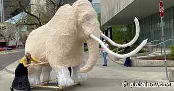 Mammoth journey: Life-sized animal travels through downtown Edmonton