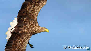 How to Fix a Clipped Bird Wing in Photoshop