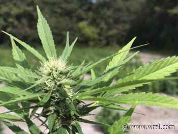 Hemp grower in NC looks to medical marijuana's future - WRAL News