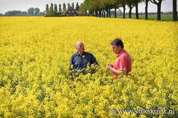 Koolzaad als 'geel goud' door de oorlog? Deze boer tempert de verwachtingen: 'Ik heb mijn geld nog niet' - Volkskrant