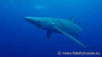 Brindisi, squalo fa capolino tra i bagnanti: paura e stupore in spiaggia - Fidelity News