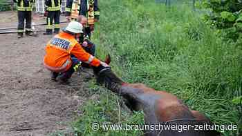 Feuerwehr rettet Pferd aus Graben in Salzgitter