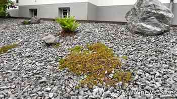 Helmstedt: Keine Lust mehr auf Schottergärten – SO geht die Stadt dagegen vor - News38