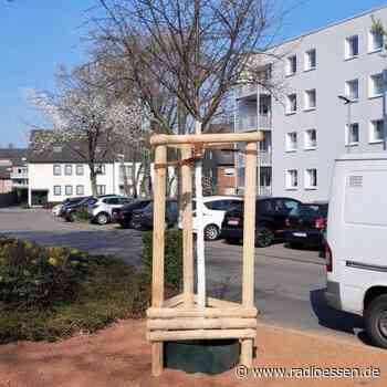 Essen: Über 600 neue Bäume gepflanzt - Radio Essen