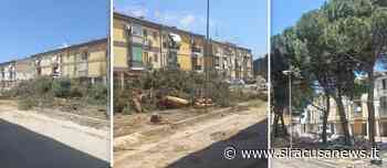 Siracusa, si riqualifica via Giarre, pini abbattuti. L'architetto e gli ambientalisti: "fermatevi". L'assessore: "insostenibili e pericolosi, li rimpiazzeremo" - Siracusa News