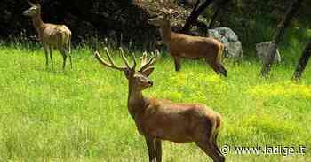 Parco dello Stelvio, in Trentino piano per abbattere dai cento ai 180 cervi in due anni: ce ne sarebbero troppi - l'Adige