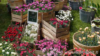 San Teodoro in fiore, il paese si colora delle opera di 18 maestri - sardiniapost - SardiniaPost