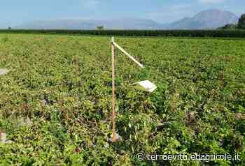 Fitofagi, chi ben comincia è a metà dell’opera - Terra è vita