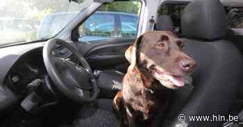 Bestuurster veroorzaakt ongeval nadat hond begint te braken op achterbank - Het Laatste Nieuws