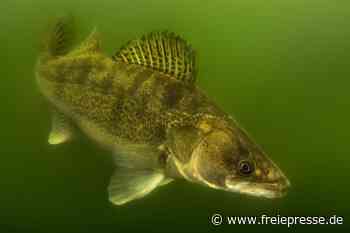 Enka-Areal: Unternehmer wollen im Vogtland Zander züchten - freiepresse.de