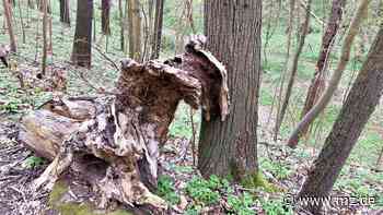 Bäume, Quelle und viel Grün: Das Knittelholz am Stadtrand von Zeitz ist beliebt bei Erholungssuchenden - Mitteldeutsche Zeitung