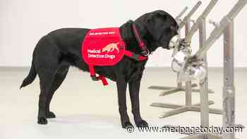 Can Trained Dogs Sniff Out COVID-Positive Travelers?
