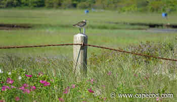 Chatham Purchases Land From Fall River Diocese for Affordable Housing - CapeCod.com News
