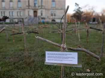 COVID-19: 19 newly-reported deaths in Saskatchewan - Regina Leader Post