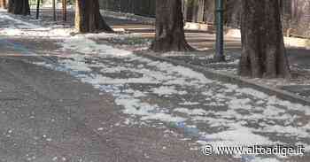 Merano, le strade imbiancate dai "piumini" dei pioppi - Alto Adige