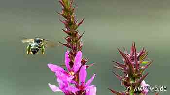 Darum sind Bienen auch in Wetter und Herdecke systemrelevant - WP News