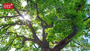 Baumfällungen in Jena: Frustration entlädt sich ohne Vorwarnung