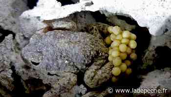 Caussade. Amphibiens et reptiles avec l’Université populaire - LaDepeche.fr