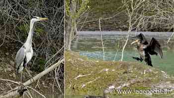 Caussade. Cinq jours en direct avec la nature Quercy caussadaise - LaDepeche.fr