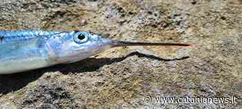 Il Mezzobecco minaccia il Mediterraneo, dall'università di Catania una ricerca sull'invasione di questa specie aliena - Catania News