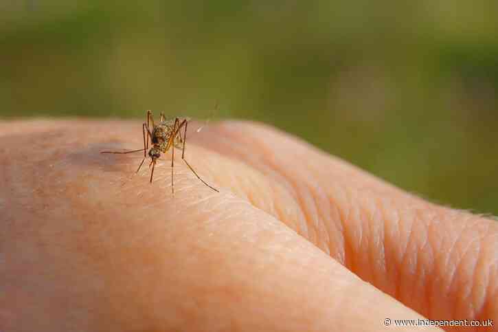 California could be releasing billions of genetically modified male mosquitoes to fight diseases