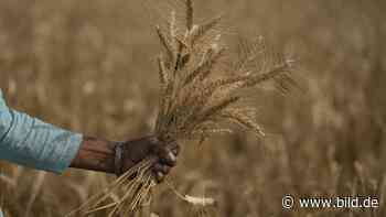 Indien stoppt Export, China bunkert - Der Welt droht eine Hungerkatastrophe - BILD