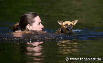 Hunde-Triathlon in Lüneburger Heide feiert Premiere - Thema des Tages - Tageblatt-online