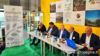 Olivicoltori Sanniti e Cia Campania a Trieste presentano Rinnoliva - Ottopagine