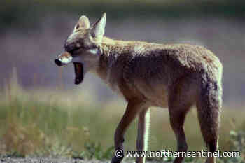 Lower Mainland resident allegedly fed bears and coyotes for months - Kitimat Northern Sentinel