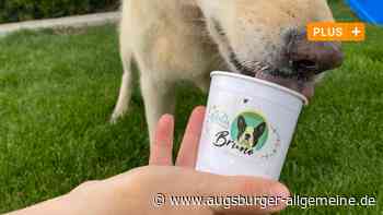 Senden: Beim Eiscafé "Dida" in Senden bekommen Hunde ihr eigenes Eis | Illertisser Zeitung - Augsburger Allgemeine