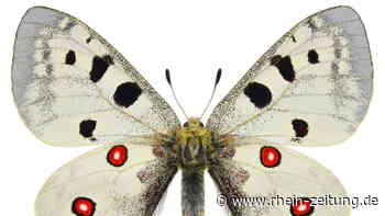 Schwindet Artenvielfalt im Weinberg? Warten auf den Mosel-Apollo - Rhein-Zeitung