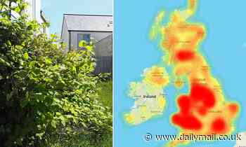 Do YOU live in a Japanese knotweed hotspot? Interactive map shows where the plant is flourishing