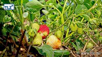 Ministerin besucht Gierstädt: Obstbau steht vor einer Krise - Thüringische Landeszeitung