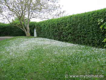 Unzählige Gänseblumen strahlen in die Welt hinaus ! - Gotha - myheimat.de