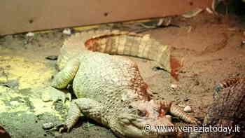 Un coccodrillo siamese albino arriva a Jesolo. Al mondo ce ne sono meno di 250 - VeneziaToday