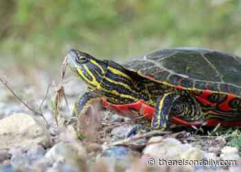 Dispute on beach access has community members questioning rationale - The Nelson Daily