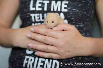 BC SPCA holding special adoption event for some unusual potential pets – Nelson Star - Nelson Star