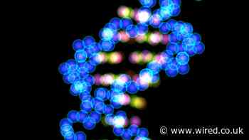 This Gene Mutation Breaks the Immune System. Why Has It Survived?